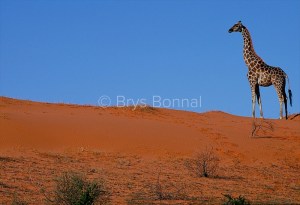 Girafe on the dune